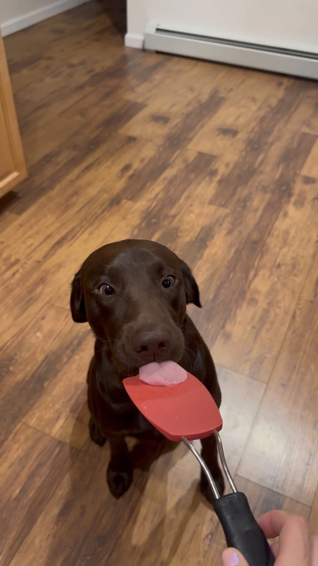 Post 2 by Maria the Black Lab on Instagram (video)