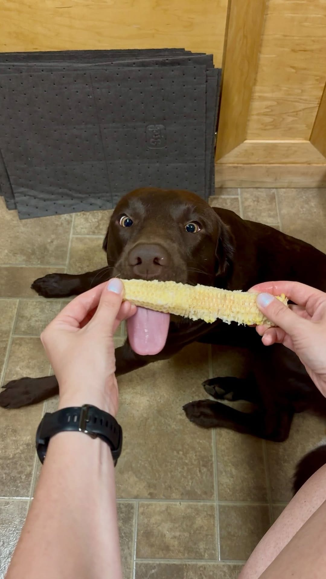 Post 7 by Maria the Black Lab on Instagram (video)