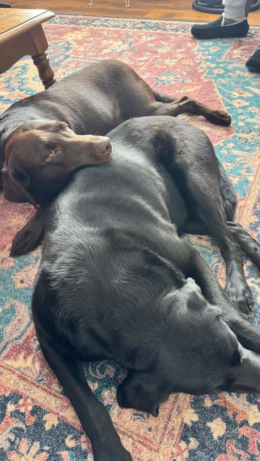 Post 9 by Maria the Black Lab on Instagram (video)