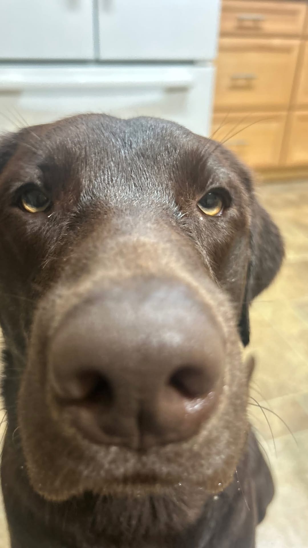 Post 6 by Maria the Black Lab on Instagram (video)