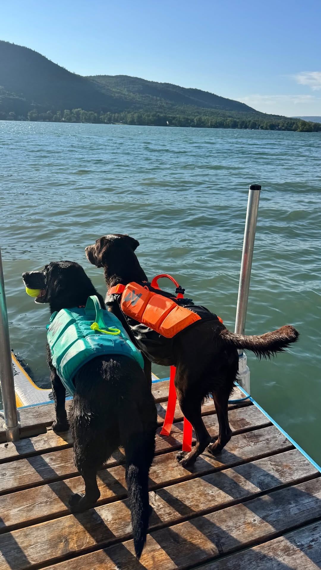 Post 4 by Maria the Black Lab on Instagram (video)