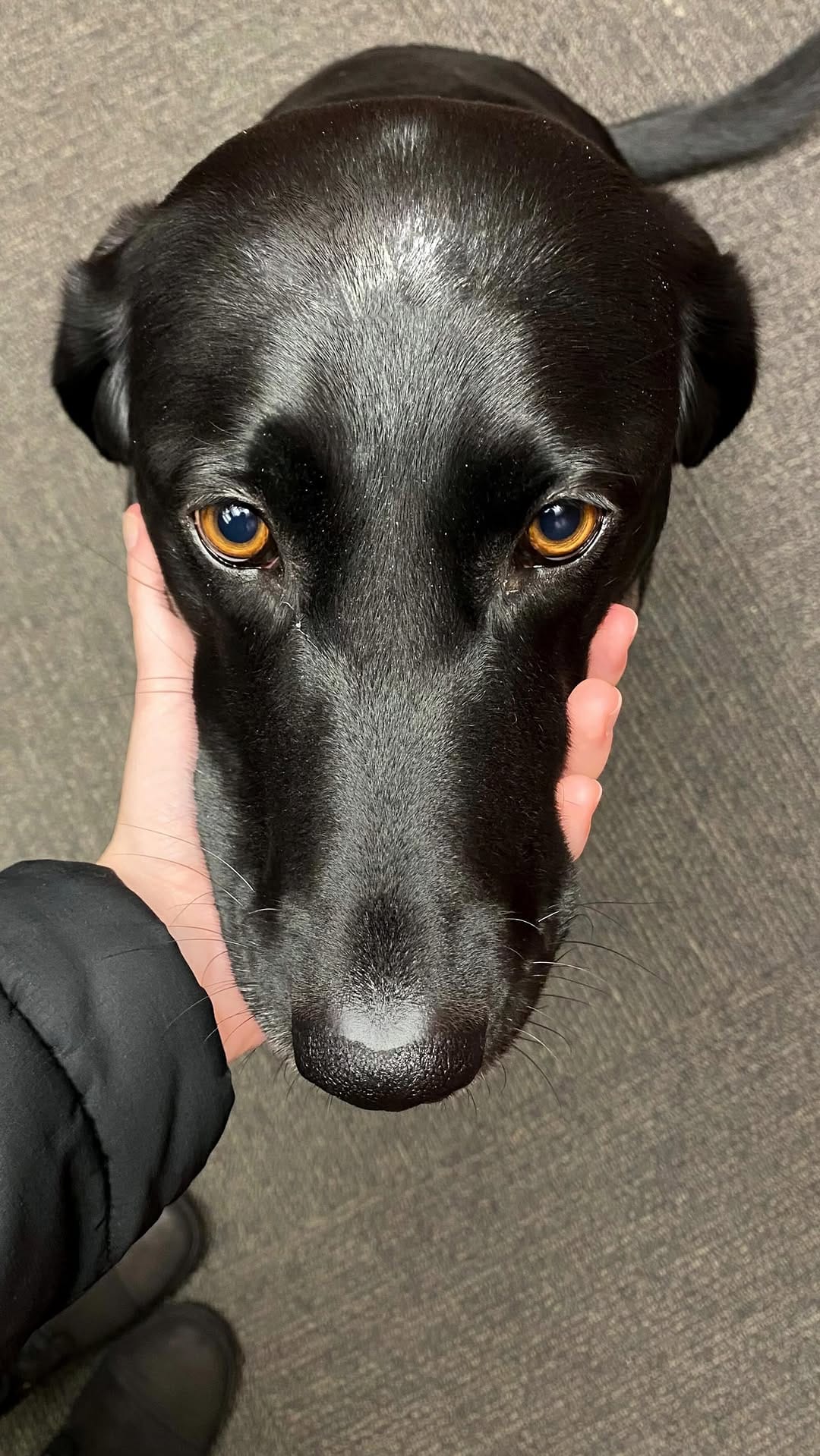 Post 10 by Maria the Black Lab on Instagram (video)