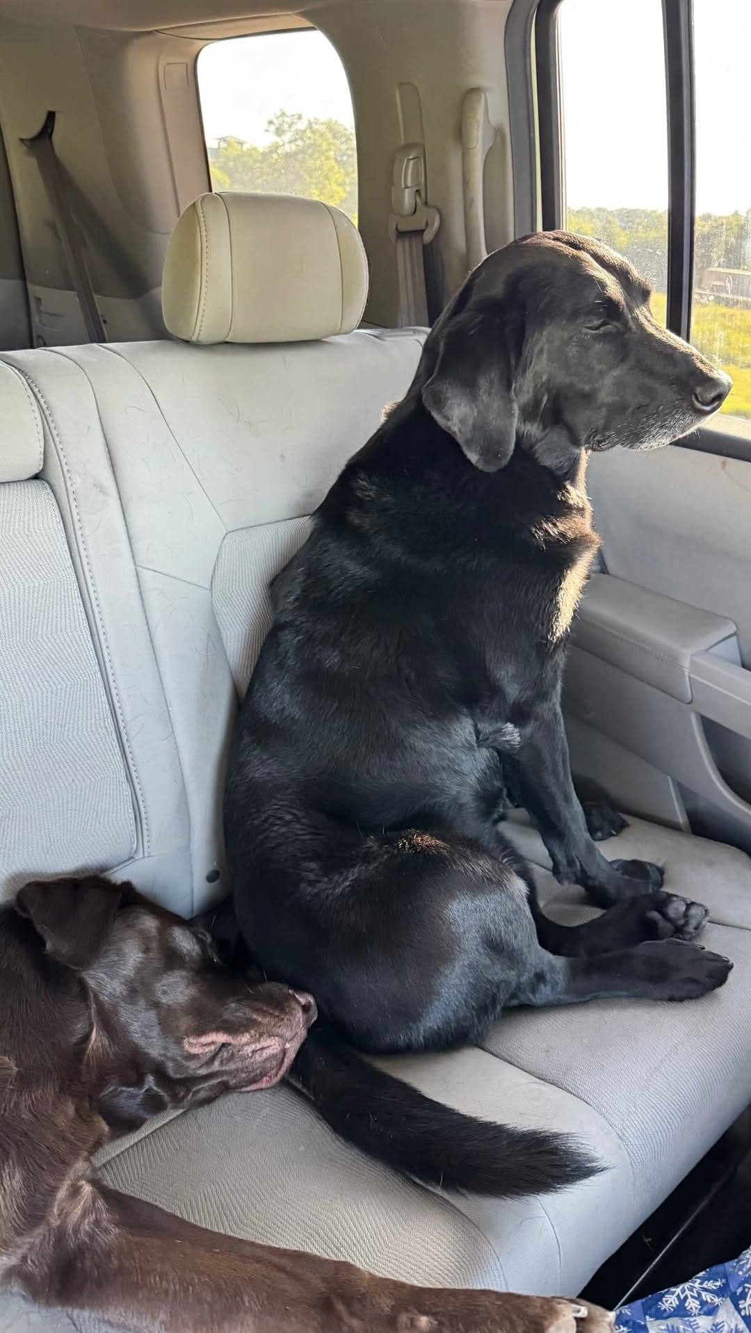 Post 3 by Maria the Black Lab on Instagram (video)