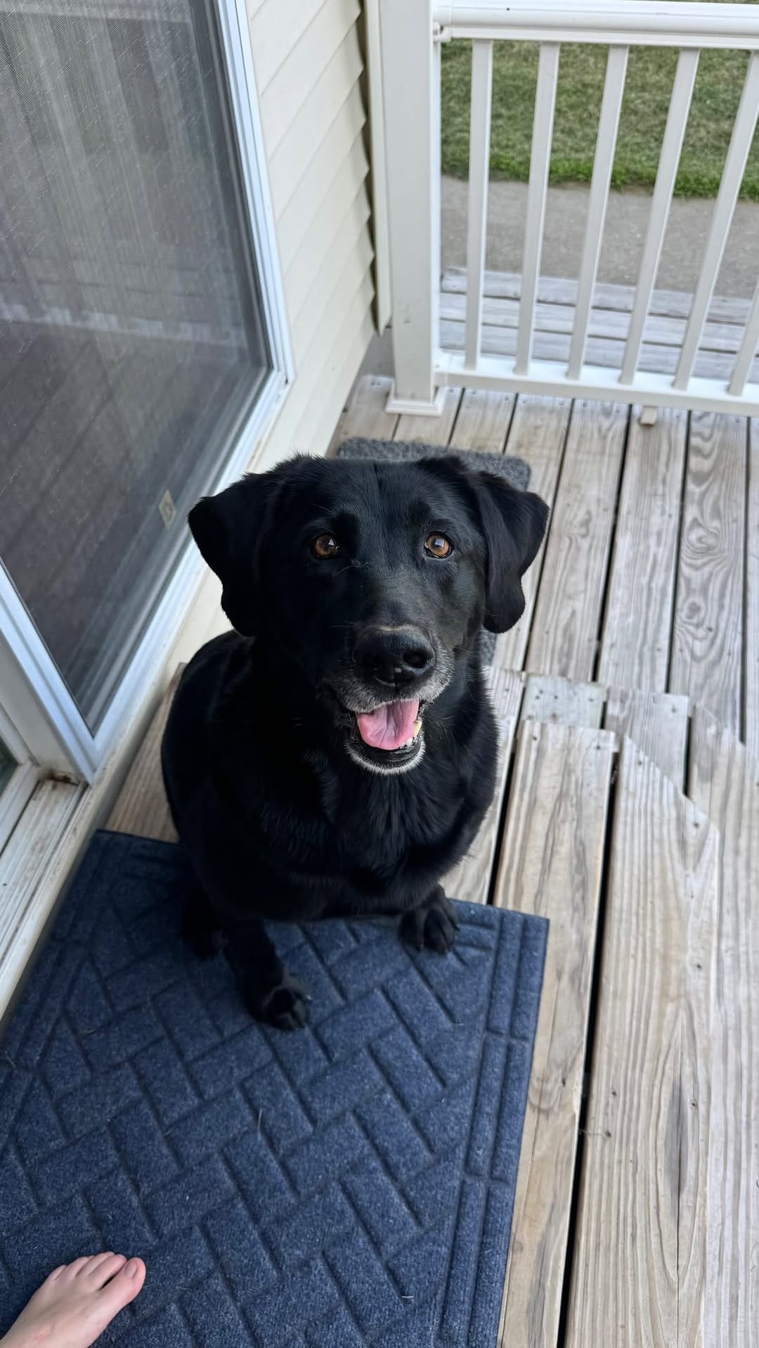 Post 5 by Maria the Black Lab on Instagram (video)
