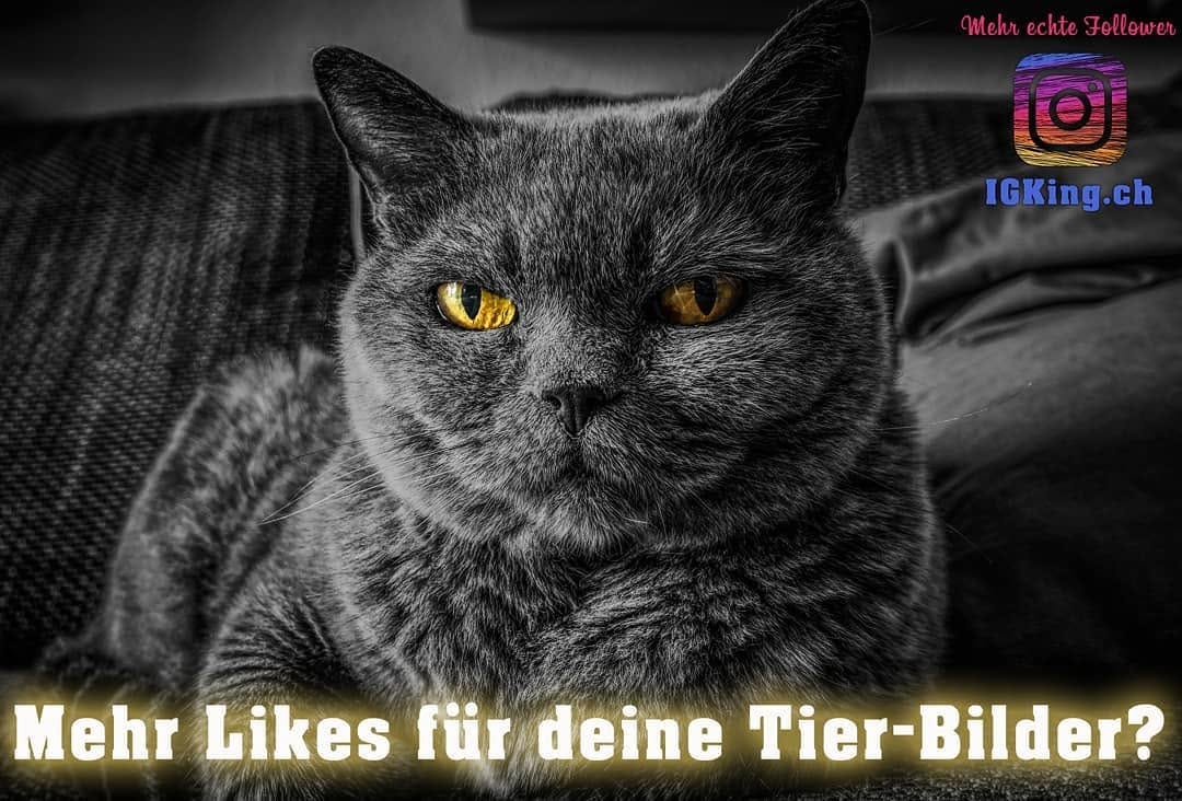 Post 5 by IGKing.ch on Instagram (image)