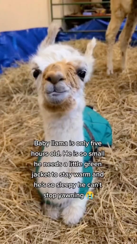 Post 1 by Llama Spot | Llamas & Alpacas on Instagram (video)