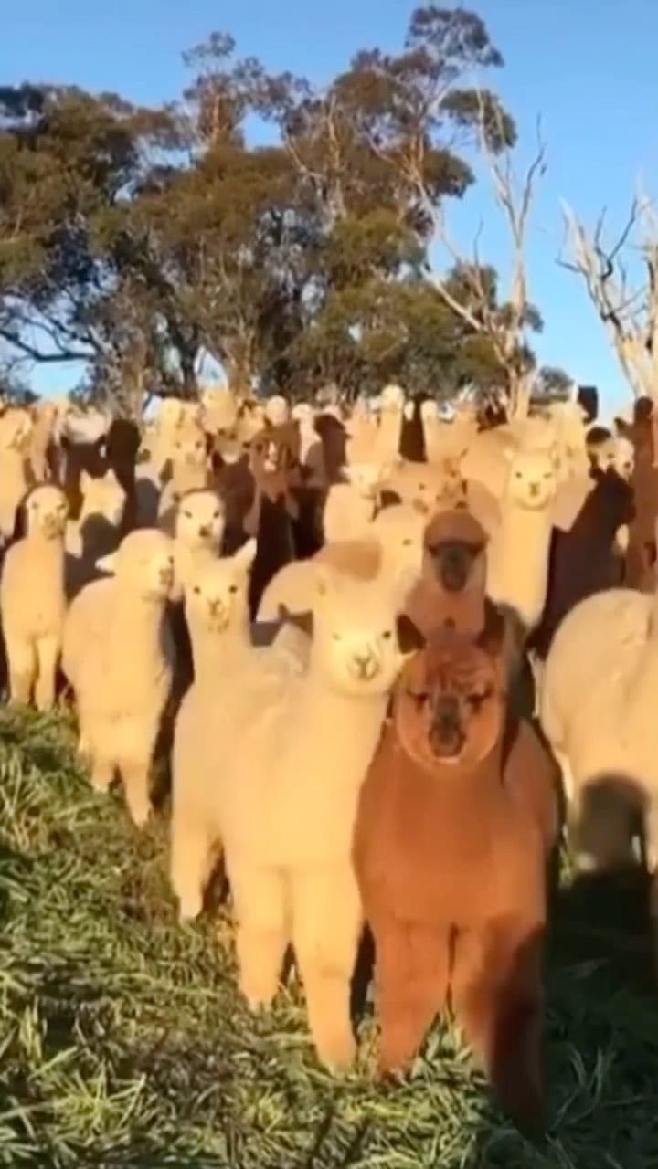 Post 3 by Llama Spot | Llamas & Alpacas on Instagram (video)