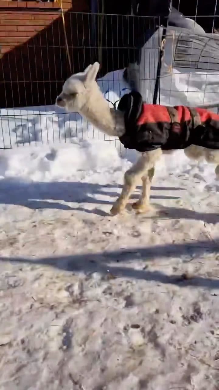 Post 4 by Llama Spot | Llamas & Alpacas on Instagram (video)