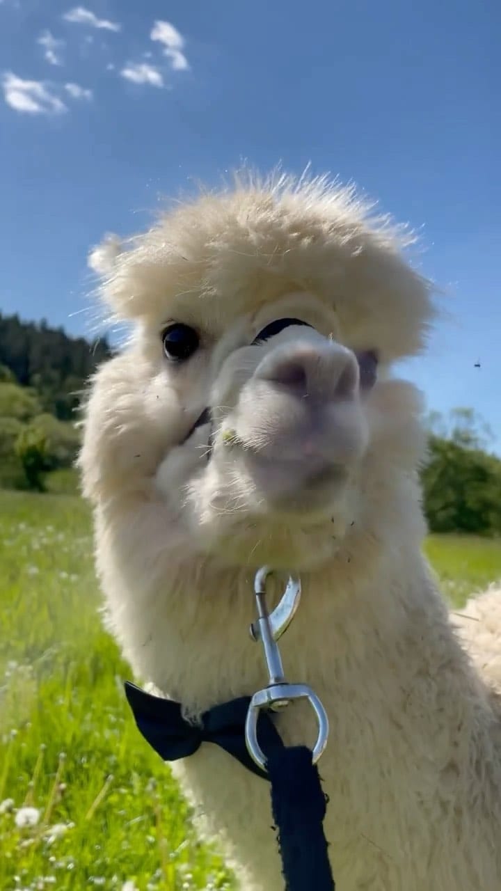 Post 9 by Llama Spot | Llamas & Alpacas on Instagram (video)