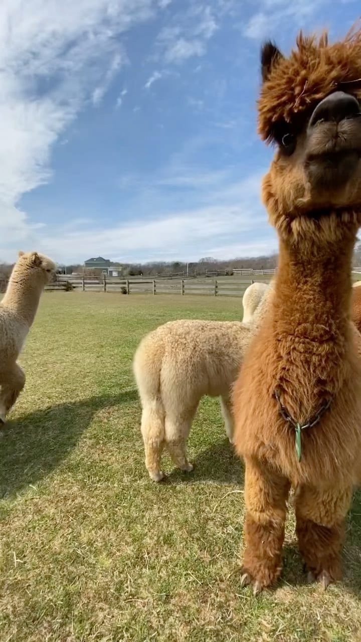 Post 6 by Llama Spot | Llamas & Alpacas on Instagram (video)