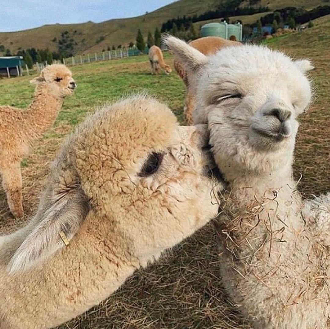 Post 5 by Llama Spot | Llamas & Alpacas on Instagram (image)