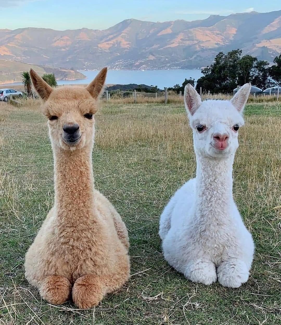 Post 10 by Llama Spot | Llamas & Alpacas on Instagram (image)