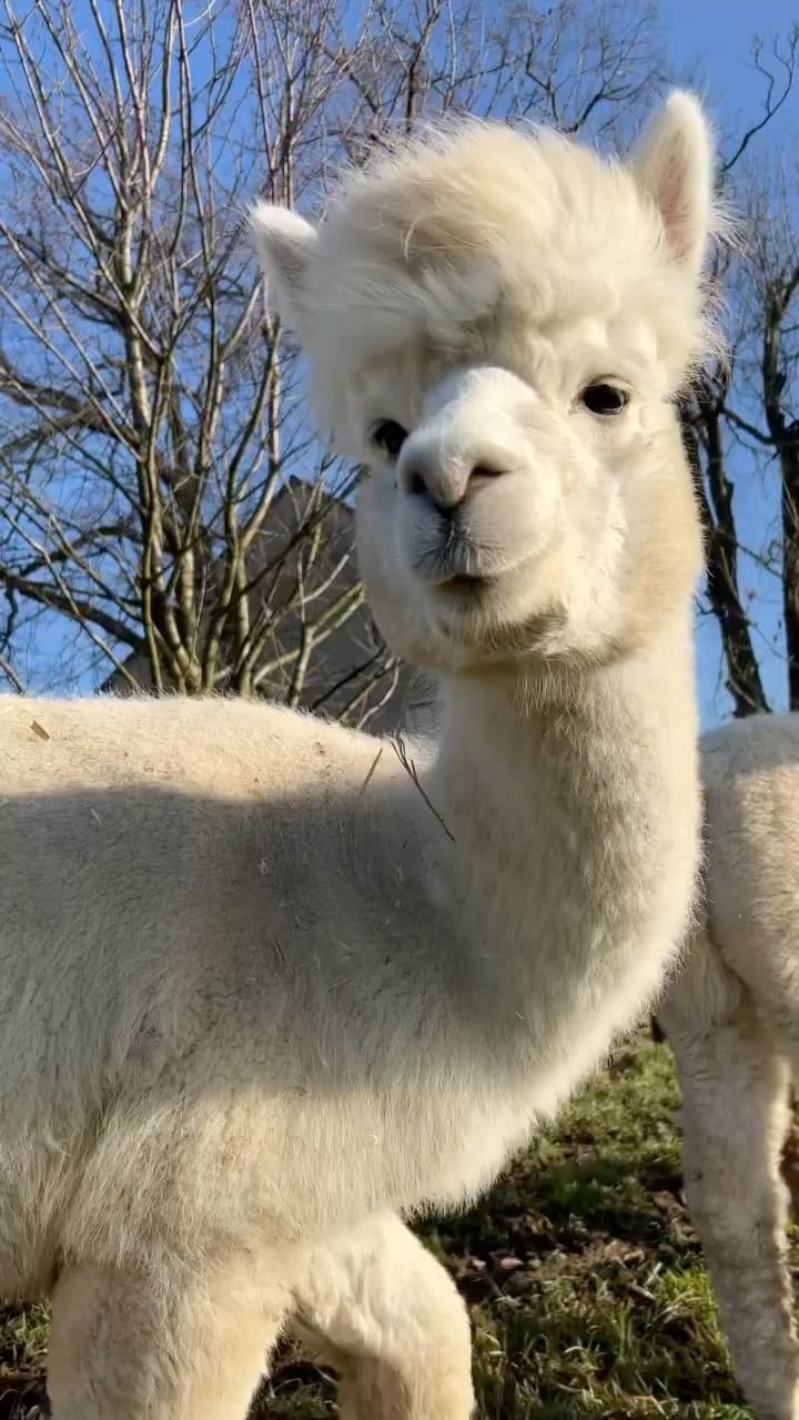 Post 2 by Llama Spot | Llamas & Alpacas on Instagram (video)