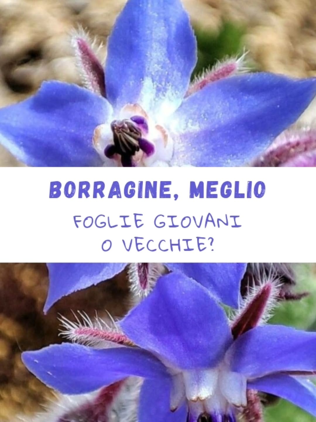 Post 10 by Associazione Capra&Cavoli ☎️ 3925767886 Cecilia Tanghetti on Instagram (carousel)