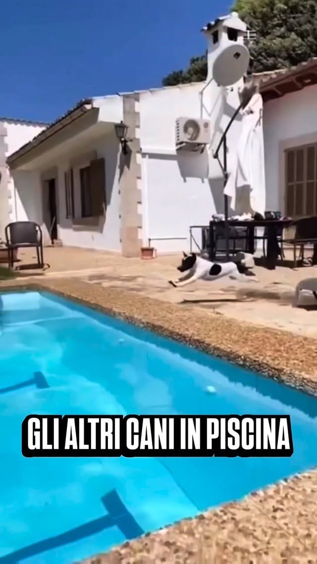 Post 8 by Sid il cagnaccio - un po’ dolce un po’ buffo on Instagram (video)