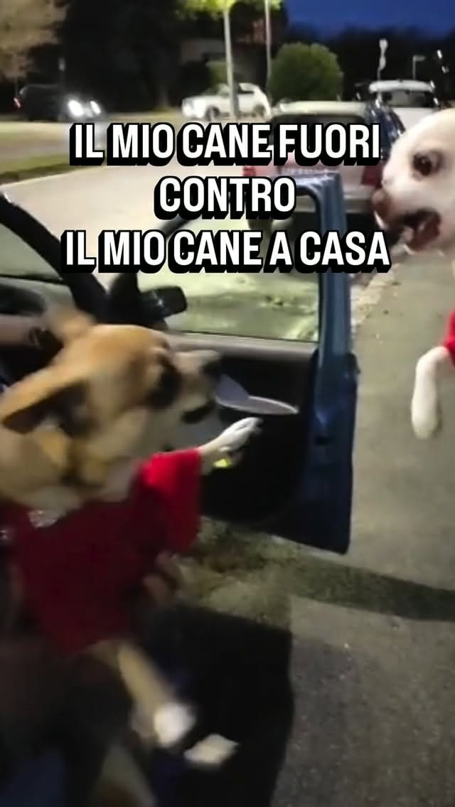 Post 3 by Sid il cagnaccio - un po’ dolce un po’ buffo on Instagram (video)