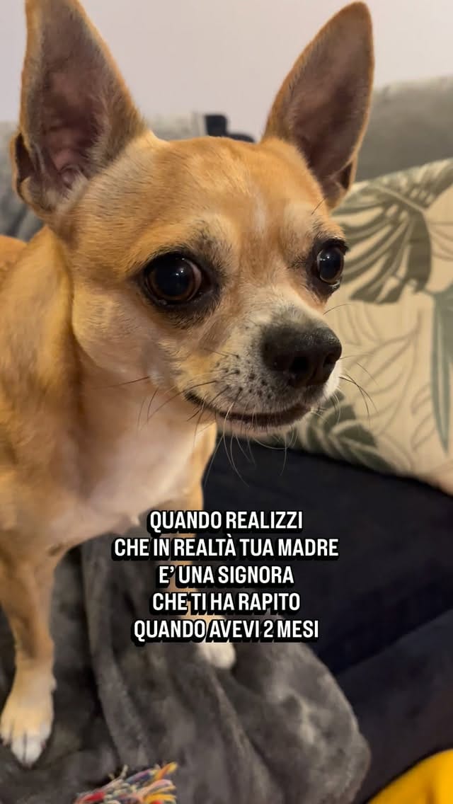 Post 2 by Sid il cagnaccio - un po’ dolce un po’ buffo on Instagram (video)