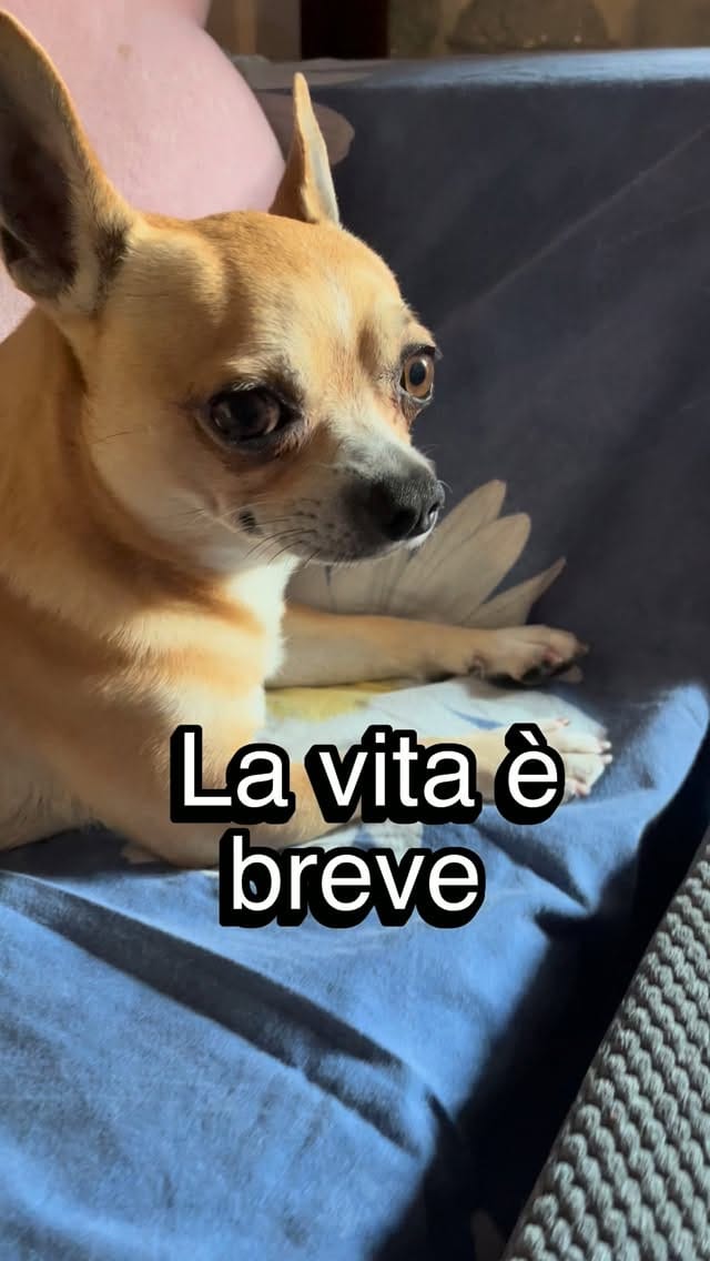 Post 4 by Sid il cagnaccio - un po’ dolce un po’ buffo on Instagram (video)
