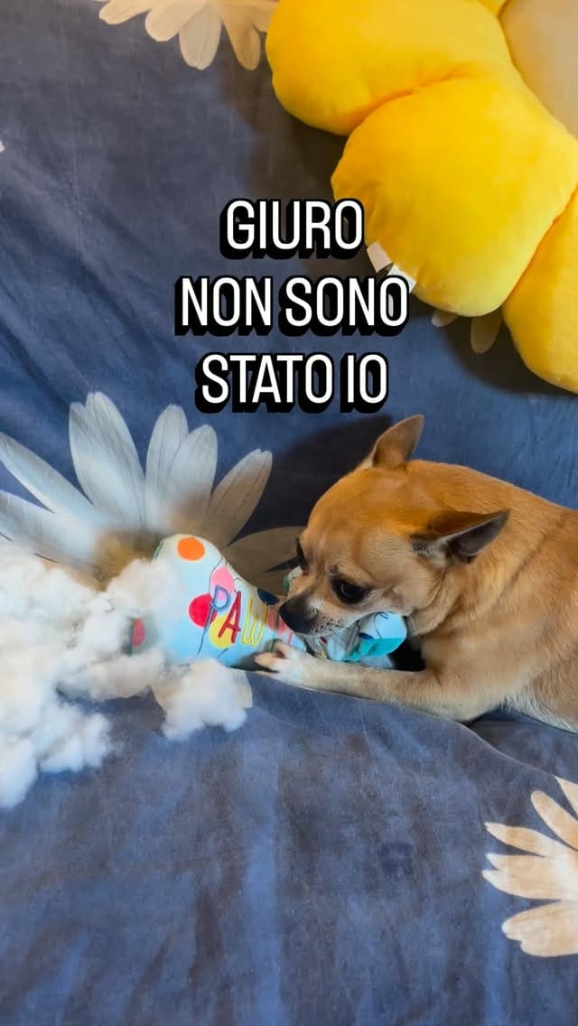 Post 5 by Sid il cagnaccio - un po’ dolce un po’ buffo on Instagram (video)