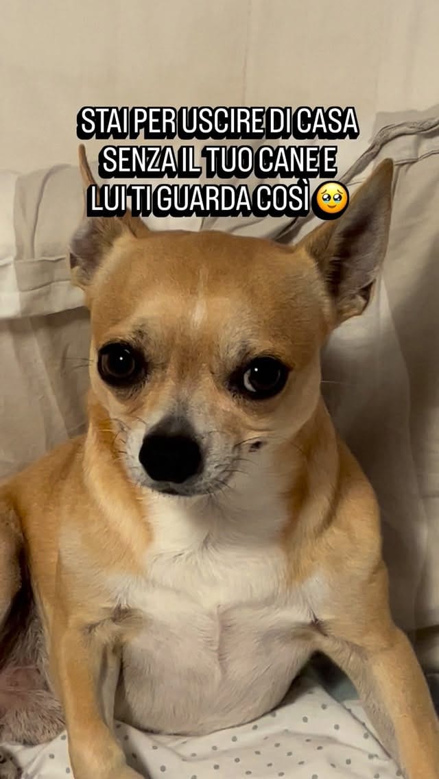 Post 9 by Sid il cagnaccio - un po’ dolce un po’ buffo on Instagram (video)
