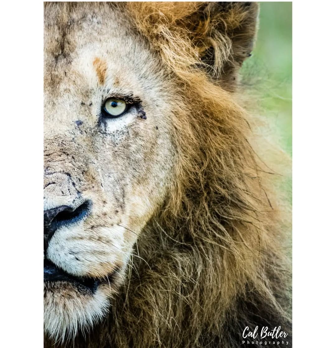 Post 10 by Cal Butler on Instagram (image)