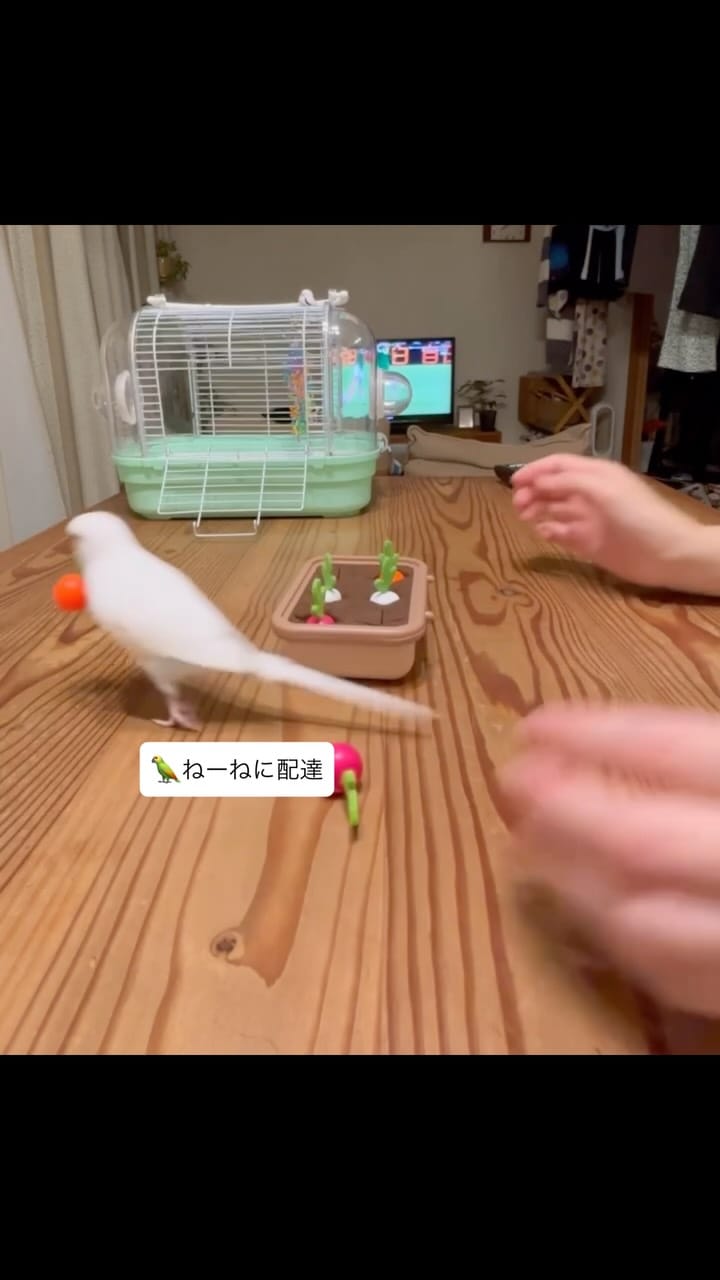 Post 2 by れもんとおもち on Instagram (video)