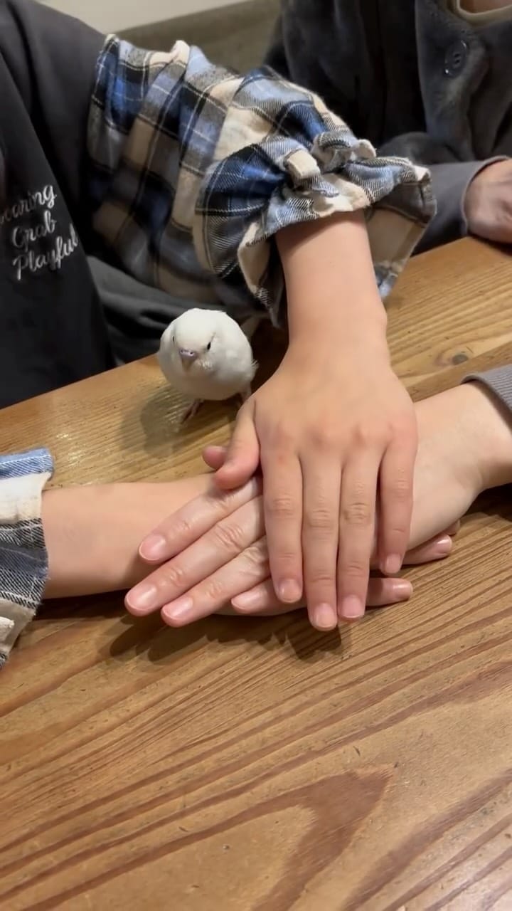 Post 10 by れもんとおもち on Instagram (video)