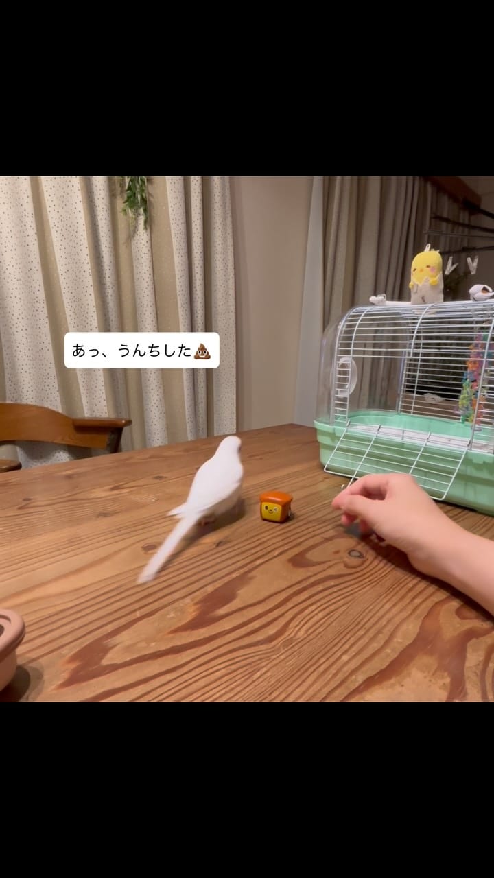 Post 7 by れもんとおもち on Instagram (video)