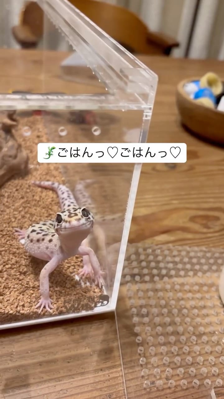 Post 9 by れもんとおもち on Instagram (video)