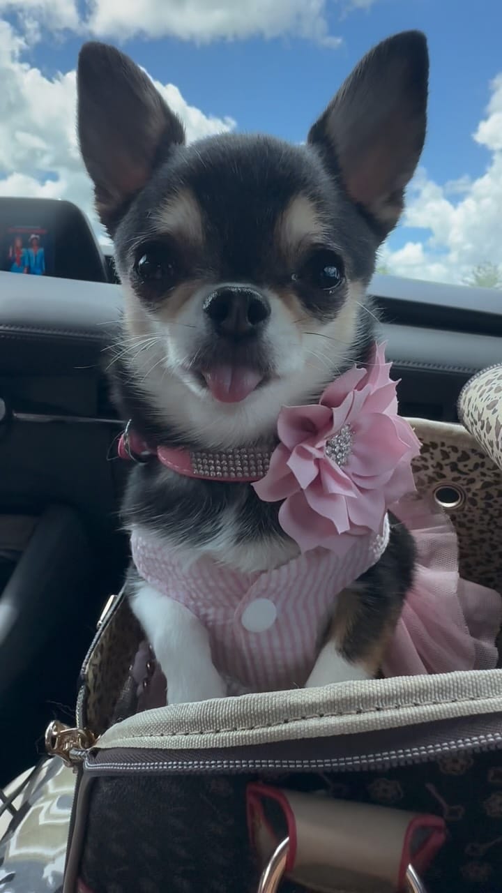 Post 1 by Bougie🌸Belle on Instagram (video)