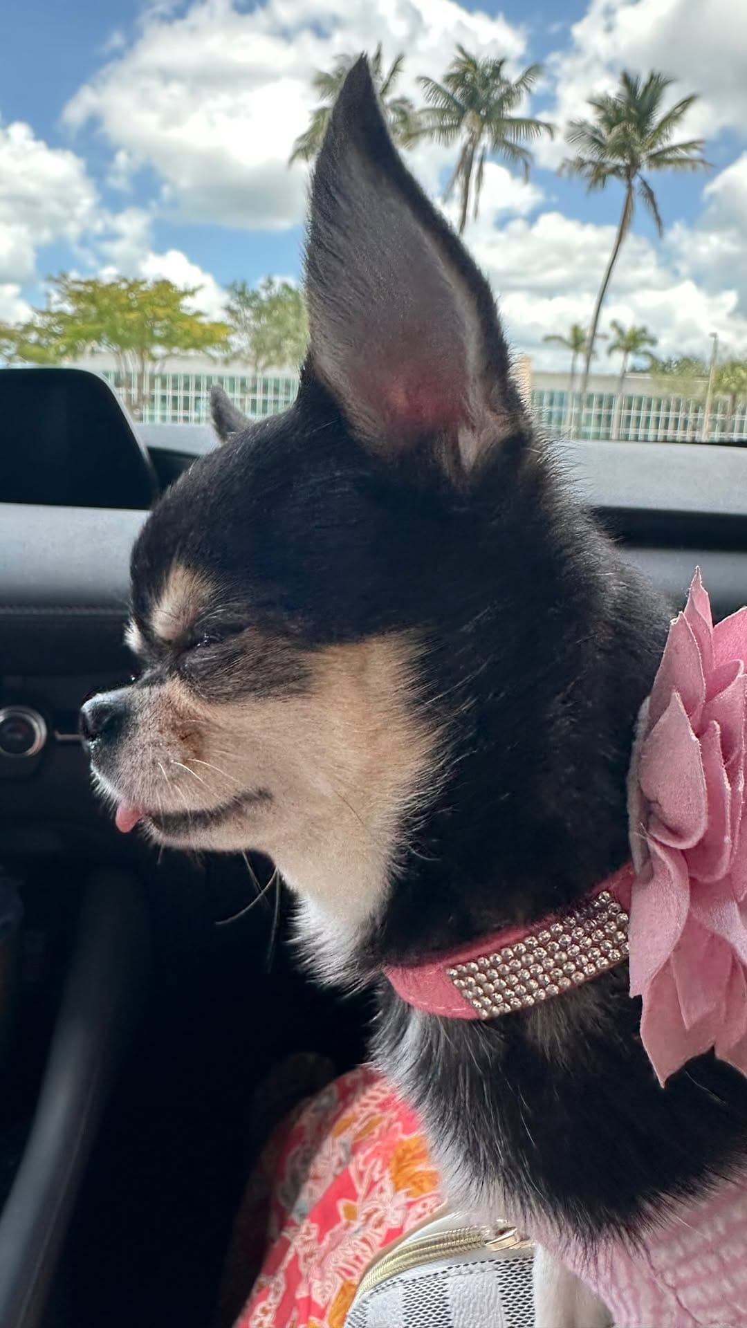 Post 4 by Bougie🌸Belle on Instagram (video)