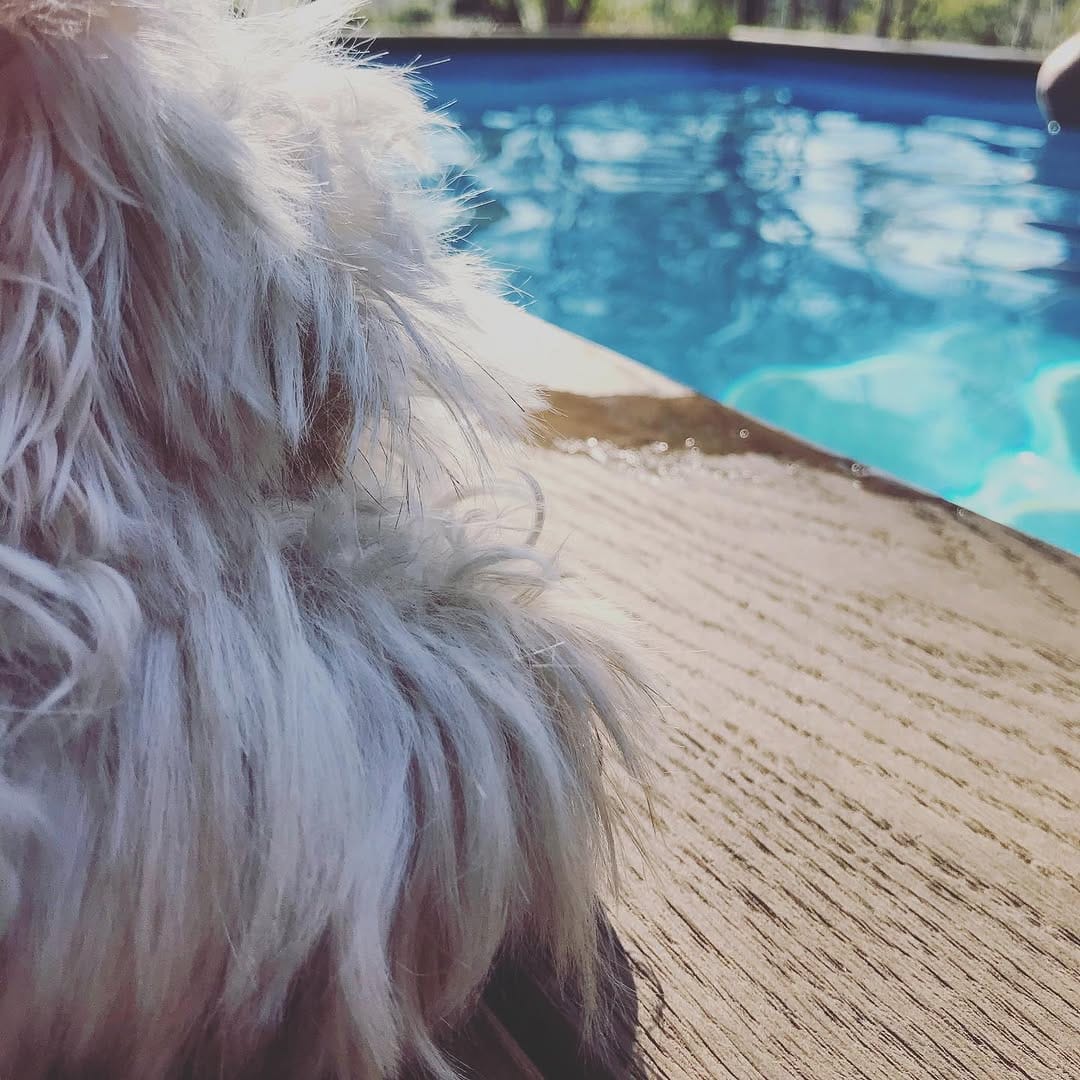 Post 3 by Coco The Cavoodle on Instagram (image)