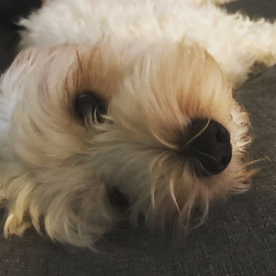 Post 4 by Coco The Cavoodle on Instagram (image)