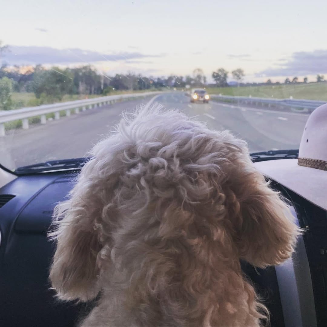 Post 1 by Coco The Cavoodle on Instagram (image)