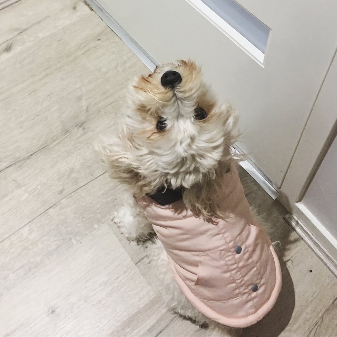 Post 6 by Coco The Cavoodle on Instagram (image)