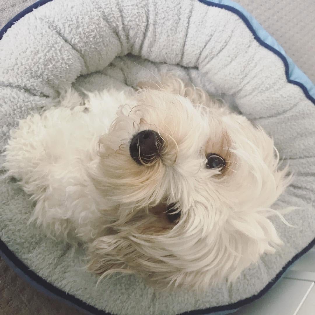 Post 7 by Coco The Cavoodle on Instagram (image)