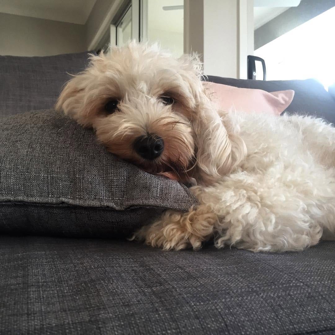 Post 10 by Coco The Cavoodle on Instagram (image)