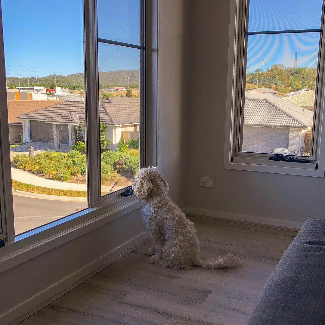 Post 9 by Coco The Cavoodle on Instagram (image)