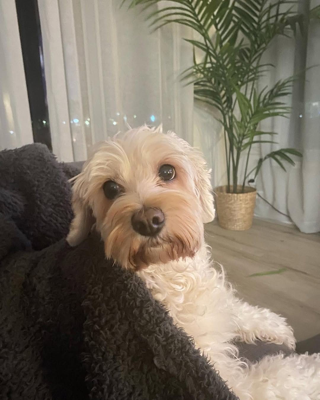 Post 2 by Coco The Cavoodle on Instagram (image)