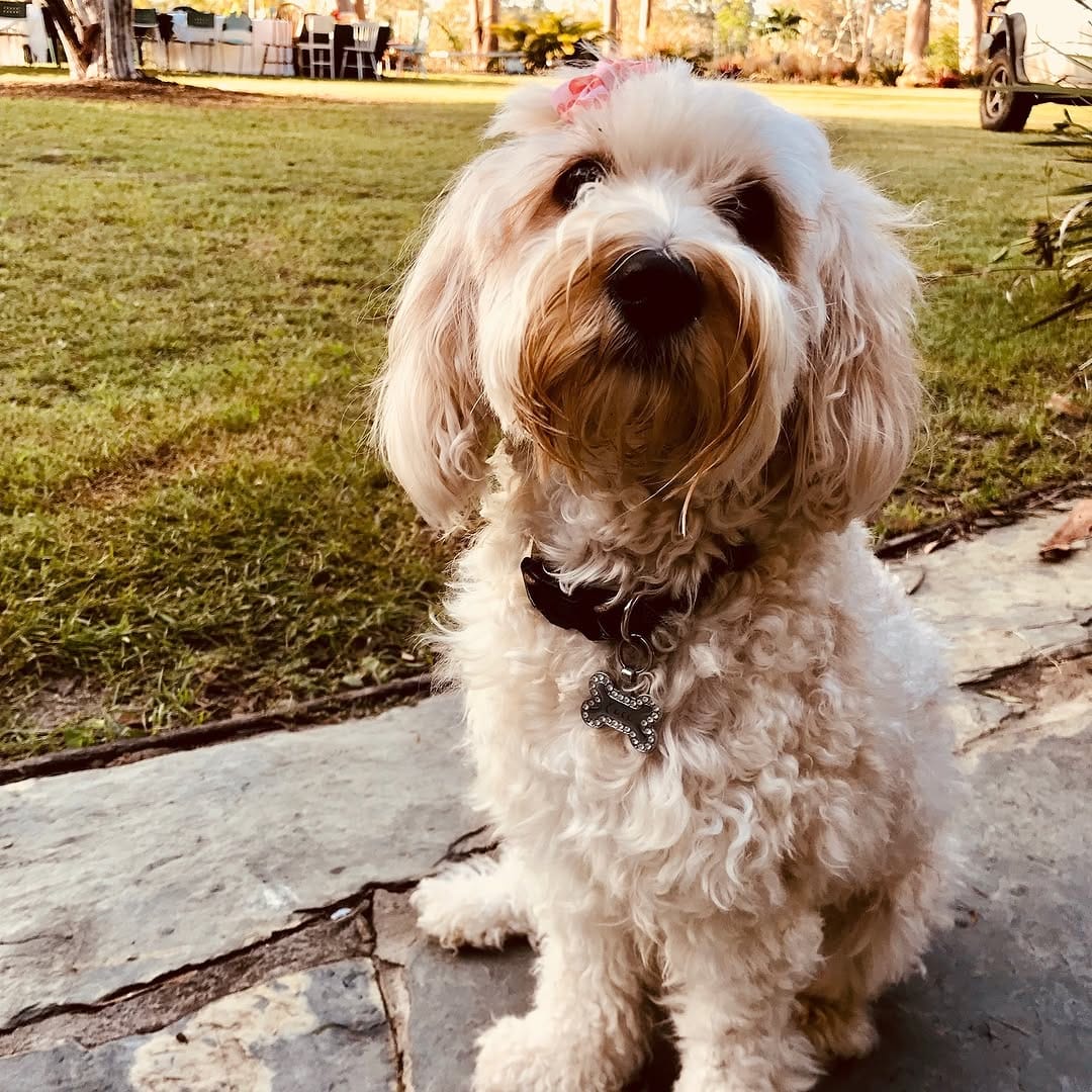 Post 5 by Coco The Cavoodle on Instagram (image)