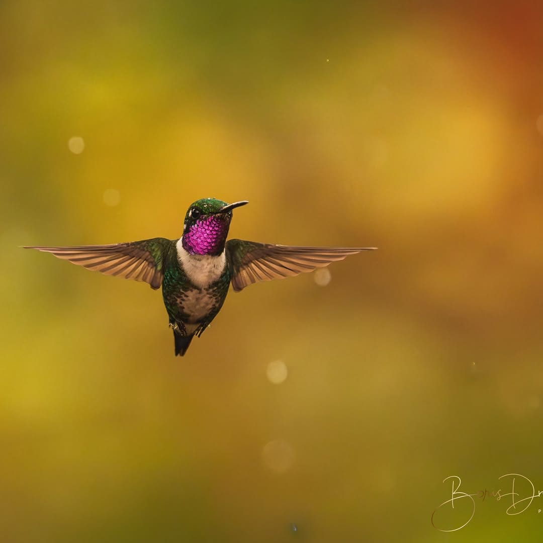 Post 5 by Boris Droutman on Instagram (image)