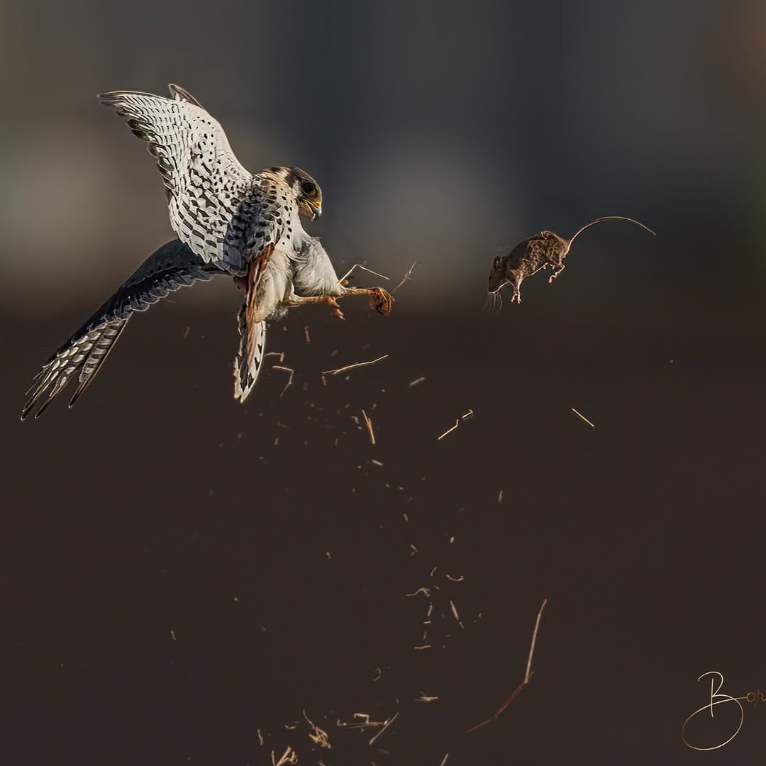 Post 10 by Boris Droutman on Instagram (image)