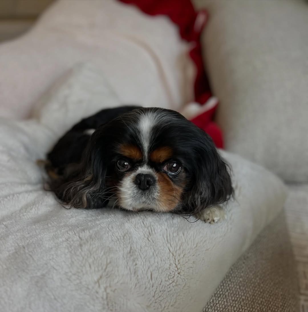 Post 1 by Tuxedo "Tux" & Bow Tie “Bo” on Instagram (image)