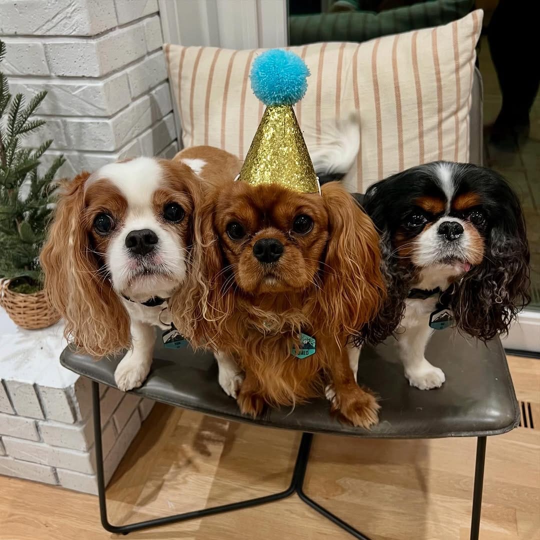 Post 2 by Tuxedo "Tux" & Bow Tie “Bo” on Instagram (image)