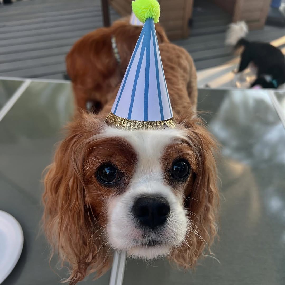 Post 6 by Tuxedo "Tux" & Bow Tie “Bo” on Instagram (carousel)