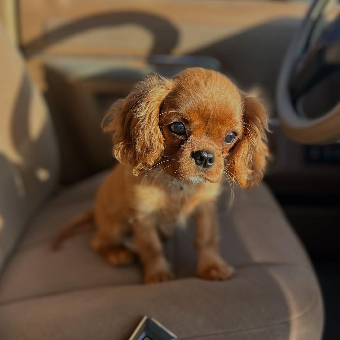Post 10 by Tuxedo "Tux" & Bow Tie “Bo” on Instagram (image)