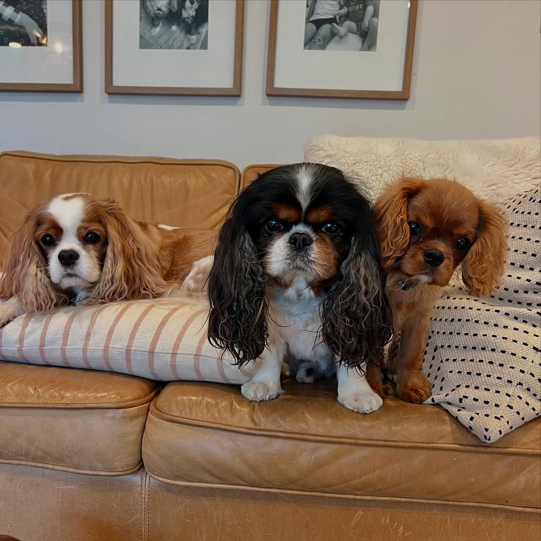 Post 7 by Tuxedo "Tux" & Bow Tie “Bo” on Instagram (image)