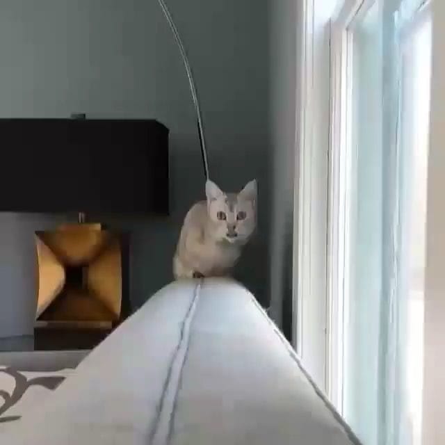 Post 10 by ANIMALS Are Everything! on Instagram (video)