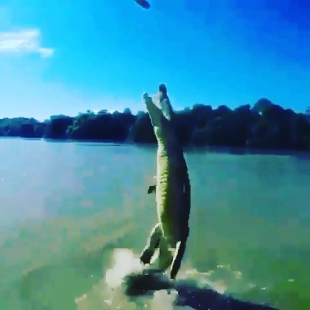 Post 3 by ANIMALS Are Everything! on Instagram (video)