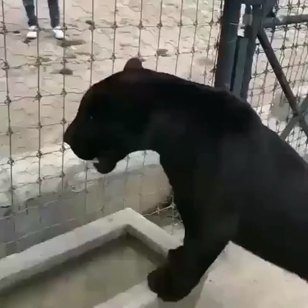Post 6 by ANIMALS Are Everything! on Instagram (video)